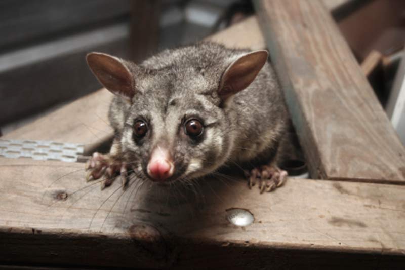 Possum Control Adelaide Image