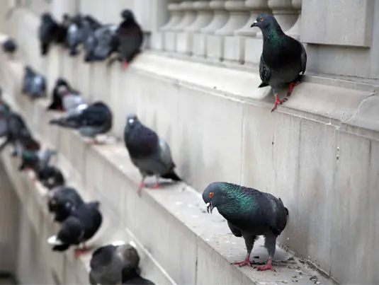 Bird Control Adelaide Image