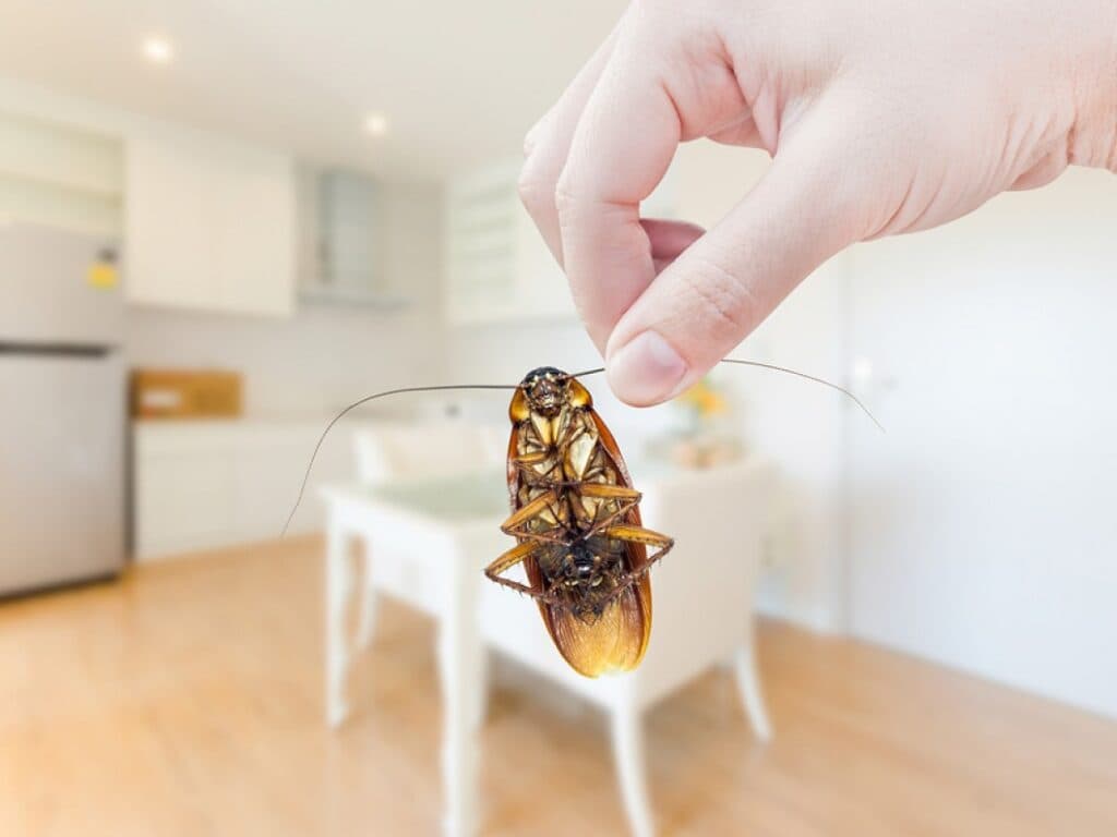 Cockroach Control Adelaide Image