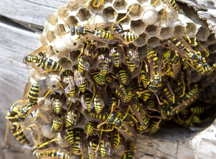 Wasp Control Adelaide Image