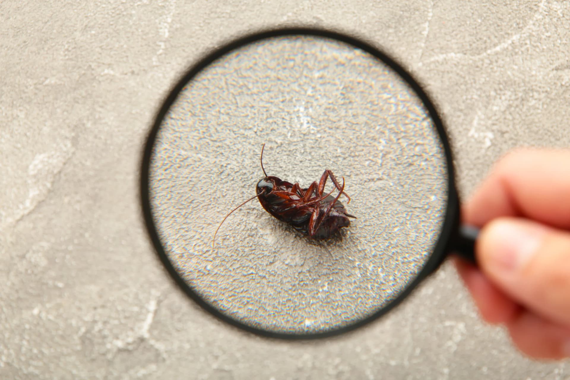 Pest Inspections in Adelaide Image