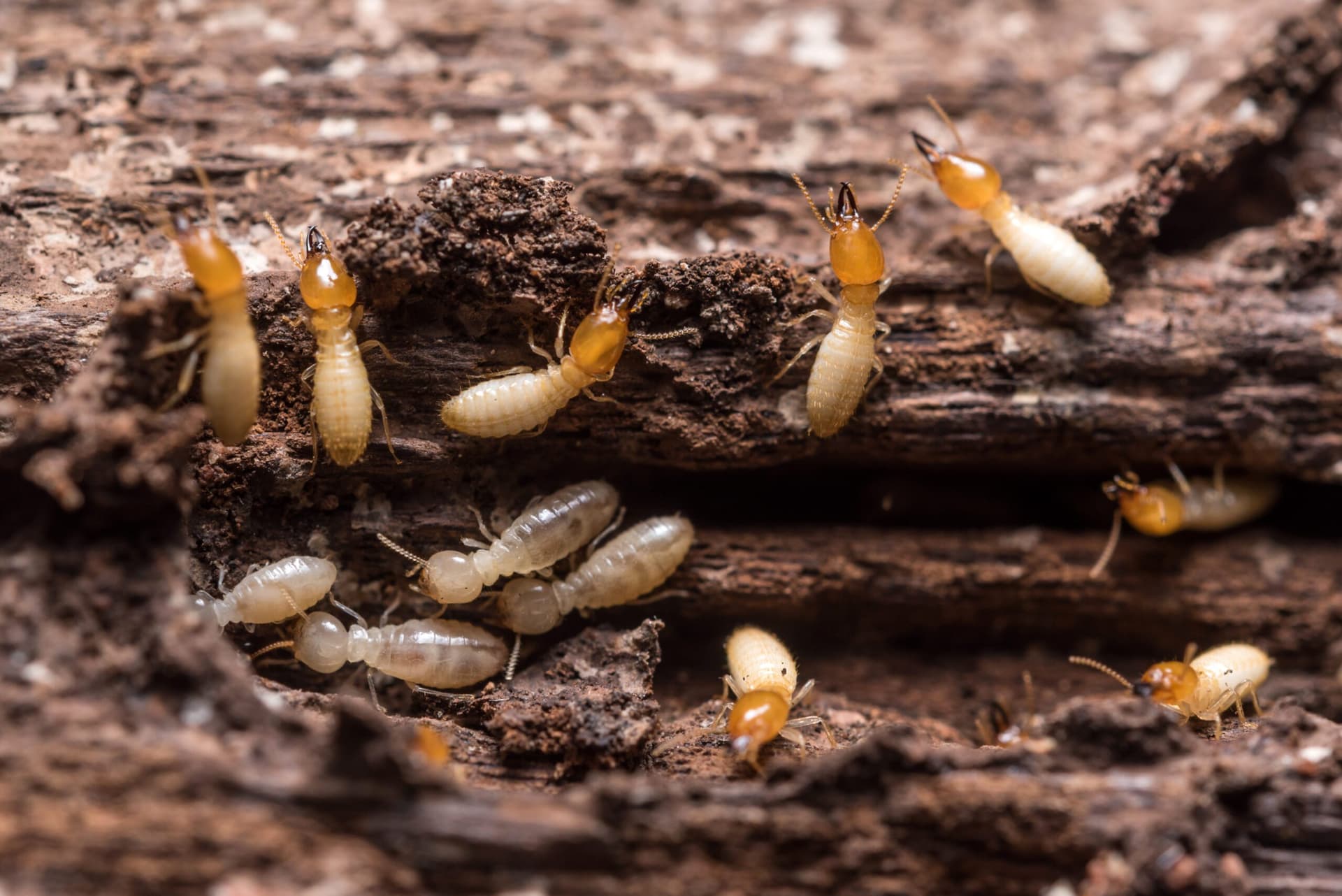 Termite Chemical Control Adelaide Image